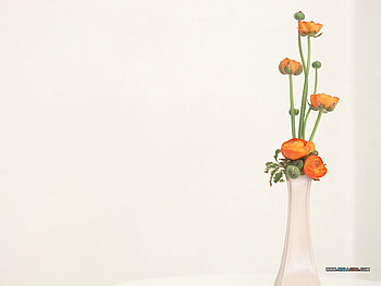 Spring Cuts, white, cutsstems, floral, vase, colour, spring, orange, background, leaves, green, flowers HD wallpaper