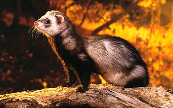 Animals, Ferrets HD wallpaper