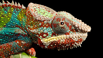 Chameleon lizard, Multicolor scales, Close-up view, Macro graphy HD wallpaper
