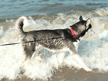 husky at the beach, dog, water HD wallpaper