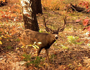 Deer, vanatoare, pacat, toamna, cerb HD wallpaper