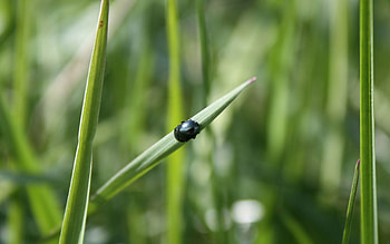 Grass, Macro, Forest, Insect, Crawl, Bug, Beetle HD wallpaper