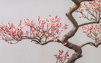 Spring, pink, cherry, flower, sakura, blossom, tree HD wallpaper