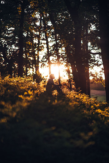 Sun, Shine, Light, Miscellanea, Miscellaneous, Forest, Human, Person, Loneliness HD phone wallpaper