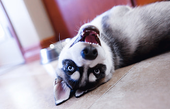 Animals, Lies, Dog, Muzzle, Eyes, Sight, Opinion, Puppy, Husky HD wallpaper