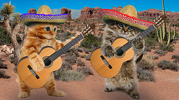 Mariachi, kitten, guitar, cute, cat, band, pisica, instrument, creative, fantasy, funny, hat HD wallpaper