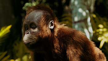 Orangutan, ZBrush creation, Boro the orangutan, Digital art HD wallpaper