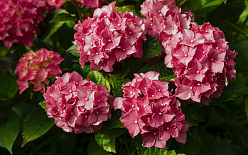 Hydrangeas, nature, flowers, red HD wallpaper