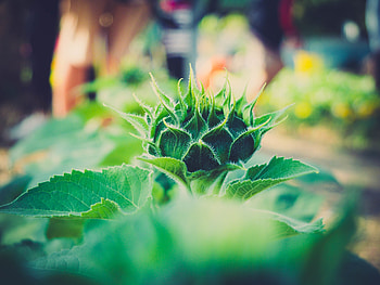 Plant, Macro, Blur, Smooth, Close-Up HD wallpaper