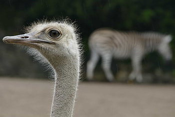 Ostriches and zebras, Mutualism in nature, Ecological relationships, African wildlife HD wallpaper