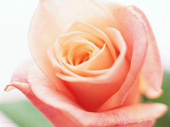 Plants, Flowers, Roses HD wallpaper