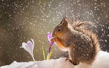 Snowfall, flowers, crocuses, snow, squirrel, blossoms HD wallpaper