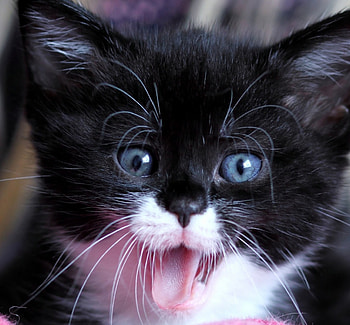 Kitten, sweet, animal, white, black, cute, cat, pink, pisici, funny, tongue HD wallpaper