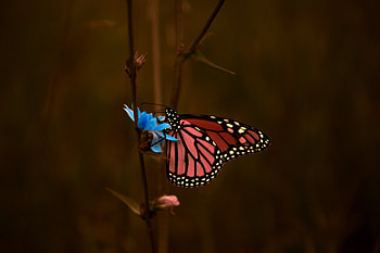 Butterfly Macro , butterfly, macro, animals HD wallpaper