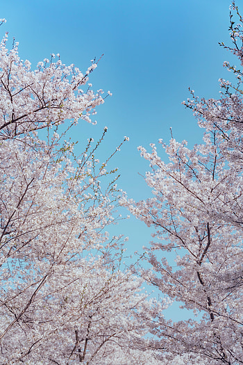 Flowers, Sakura, Wood, Tree, Branches, Spring HD phone wallpaper