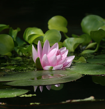 Leaves, pink, lotus, pond HD phone wallpaper