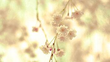 Flowers, Macro, Light, Branch, Light Coloured HD wallpaper