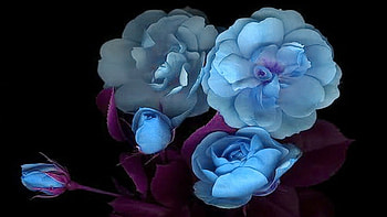 ROSES, PETALS, LEAVES, NATURE, COLORS HD wallpaper