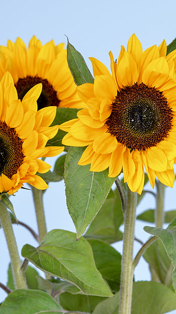 Sunflower , Vibrant colors, Sky and flowers, Nature's beauty HD phone wallpaper