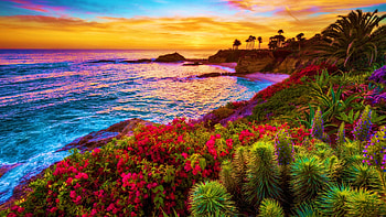 Sunset at the Beach, sea, tropics, coast, colors, sky, flowers, sunset, palm trees, clouds HD wallpaper