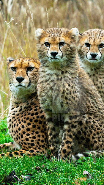 Cheetah, Cubs HD phone wallpaper