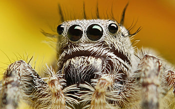 High-definition , Close-up shots, Spider , Insect graphy HD wallpaper