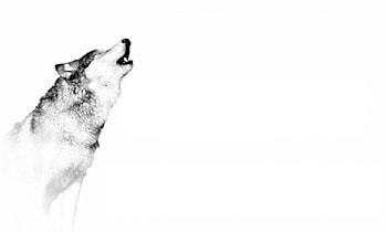 wolf art, winter, dog, canis lupus, lone wolf, wolf, howling, snow, the pack, mythical, white, timber, wolves, grey, lobo, wisdom beautiful, grey wolf, nature, canine, friendship, arctic, solitude, black, quotes, wolf pack, , wild animal black, wolfrunning, abstract, pack, majestic, howl, spirit, wolf HD wallpaper