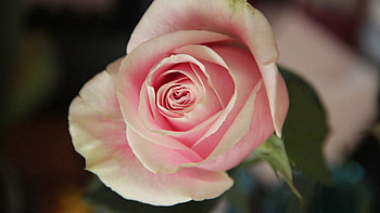 Plant, Macro, Rose Flower, Rose, Petals HD wallpaper