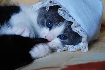 Animals, Cat, Kitty, Kitten, Cool, Playful, Cap HD wallpaper
