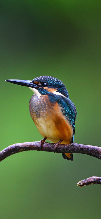 Common (Eurasian) (Small Blue) Kingfisher - alcedo atthis, Animal HD phone wallpaper