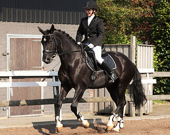 Dressage inspiration, Dressage-themed background, Dressage beauty, Equestrian art HD wallpaper