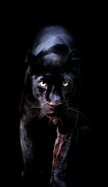 Black Panther, Animal, Wild, Backgrounds HD phone wallpaper