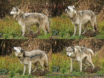 Erin The Wolf Shaking In 4 Parts, i love wolves, wolves, animals, dogs, grey wolf, shake HD wallpaper
