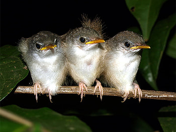 KEEPING WARM TOGETHER, baby, birds, feathers, animals HD wallpaper