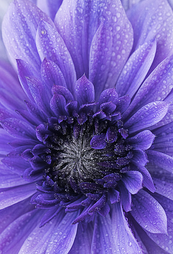 Violet, Drops, Flower, Macro, Petals, Purple HD phone wallpaper