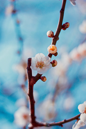 Cherry, Sakura, Flower, Macro, Branch, Buds HD phone wallpaper