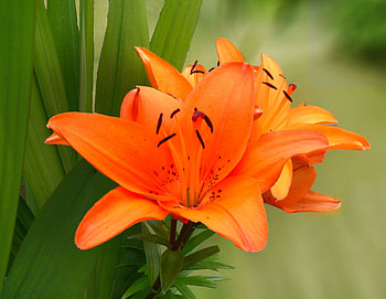 LILIES, PETALS, LEAVES, NATURE, STEMS HD wallpaper