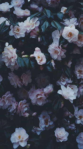 Flowers Aesthetic, Adorable White HD phone wallpaper