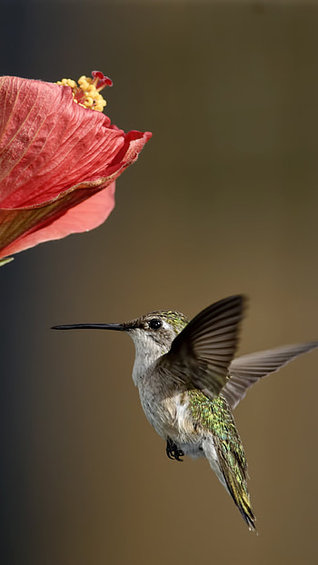 Animal hummingbird, Striking creature, Nature's gem, Graceful presence HD phone wallpaper