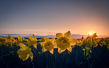 Daffodil , Nature's charm, Floral delight, Serene beauty HD wallpaper