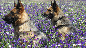German Shepherd In Flowers, german shepherds, pups, animals, pets, dogs, meadow, flowers HD wallpaper