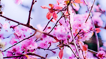 Flowers, Macro, Bloom, Flowering, Spring HD wallpaper