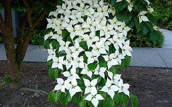 Heavy with Bloom, summer, washington, flowers, , tree, dogwood HD wallpaper