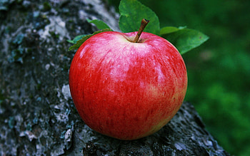 Apple fruit , High-quality , Nature's bounty, Fresh and vibrant HD wallpaper