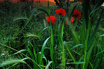 Nature, Grass, Poppies, Field, Ears, Spikes HD wallpaper