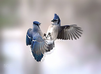 Beauiful Birds, birds, beautiful HD wallpaper