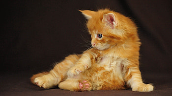 Animals, Fluffy, Kitty, Kitten, Cute Cat HD wallpaper