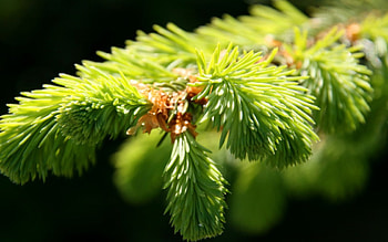 Waiting for Christmas, branch, christmas, green, needles, fir, macro, tree HD wallpaper