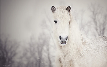Animals, Horses HD wallpaper