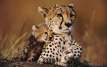 kitty, Cheetah family, Adorable and playful, Heartwarming HD wallpaper